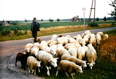 Het hoeden van schapen door schaapsherder (vermoedelijk) N. Smulders op de Strabrechtse Heide