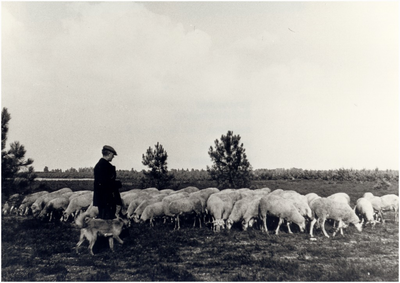 Lucas Smolders: schaapherder met kudde