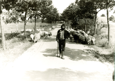 Het hoeden van schapen door schaapsherder (mogelijk) N. Smulders op de Strabrechtse Heide