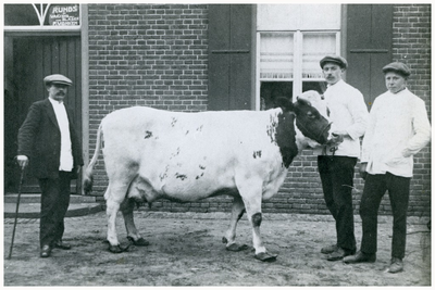 Slagerij Vonken: Fr. Vonken met de te slachten koe voor de oude slagerij. 1. Fr. Vonken;