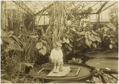 Albers Pistorius, Francois Jules Willie Alphonse [1913] op een van de waterplanten in de Victoriakas van Villa Mimosa te Aarle-Rixtel
